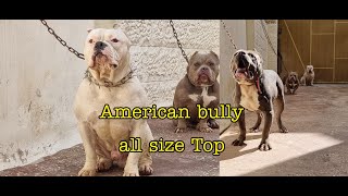 اغرب واصغركلب امريكان بولي بالعالم ( مايكرو بولي )  (American Bully) مع جمال العمواسي