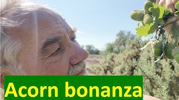 Mast seeding: origin and ecological consequences