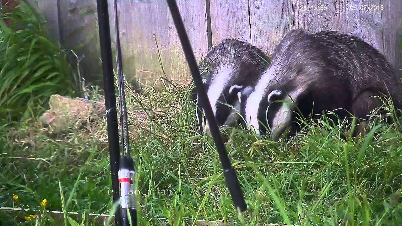 badger animal habitat Two rural badgers feeding in daylight - with sound