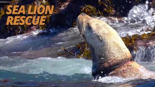 Dramatic Rescue: Sea Lion Suffers Deadly Entanglement (Salish Sea Wild)