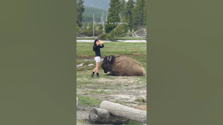Yellowstone National Park: woman approaches bison for selfie in dangerous stunt
