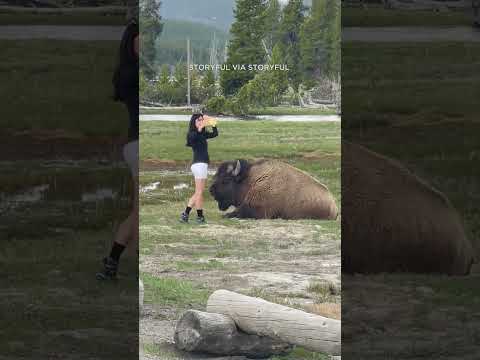 Yellowstone National Park: woman approaches bison for selfie in dangerous stunt