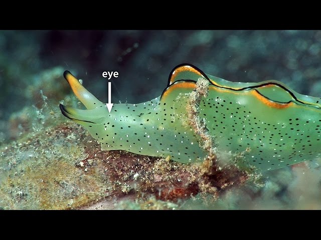 ocean beauties marine flatworms