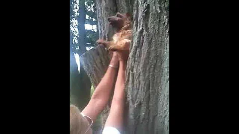 Norfolk Terrier climbs tree!