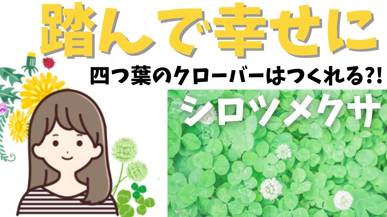 シロツメクサってどんな花 四葉のクローバー踏めばいいってホント 雑草のんびりライフ シロツメクサってどんな花 四葉のクローバー踏めばいいってホント 雑草のんびりライフ