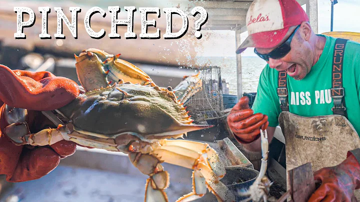 How To Hold A BLUE CRAB  Crabbing The Chesapeake i...