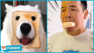 Eat all beef of Mom and the ending - Dog Funny Moments 2021 V22 - Dogs funny video