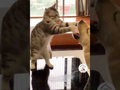 LOL, OMG Cats Are So Funny & Cute Latest Funny Cats Shorts Videos 😺😂😂 -EPS667