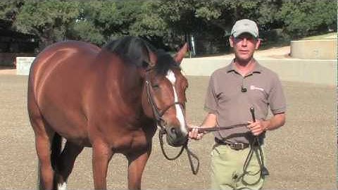 John French Teaches What an Ideal Hunter Horse Looks Like.
