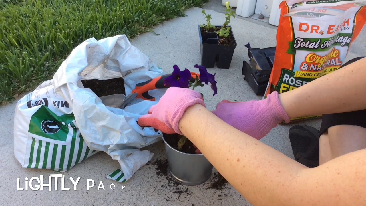 How to Plant Potted Petunias