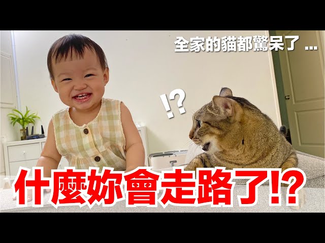 【小貓奴養成記EP20】為什麼妳會走路了！？全家的貓都驚呆了...