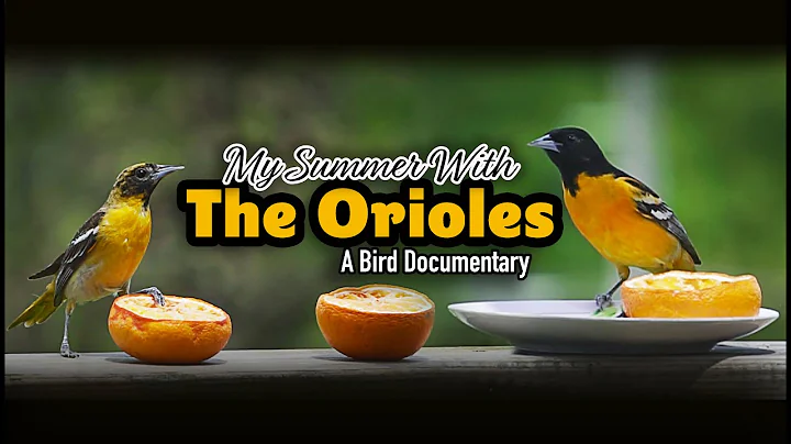 My Summer With The Orioles - A Bird Documentary - DayDayNews