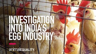 Investigation Into India's Egg Industry