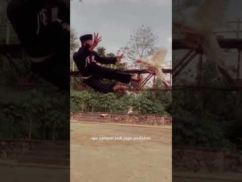 JAGO PUTIH TEMBUS