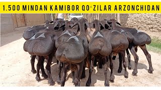 ARZONCHIDAN 1.5 MINDAN BARRA QOʻZILAR KELDI SHOSHILAMIZ