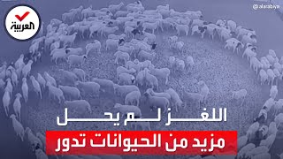 لغز دوران الحيوانات حول نفسها.. تفسير بريطاني للظاهرة