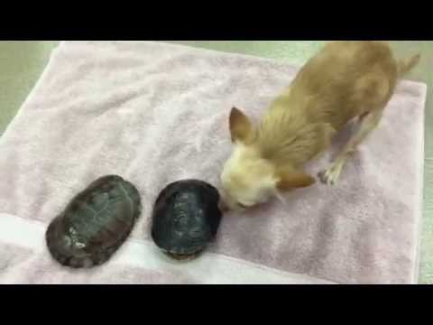 duluth veterinary hospital facebook Roo & Penny Chicken Meet Turtles Hank & Sheldon