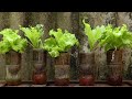 Selfwatering pots from coca bottles  grow lettuce indoors
