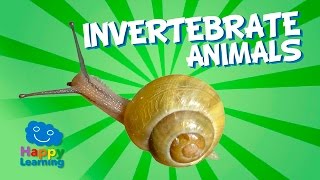 Invertebrate Animals | Educational Video for Kids