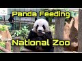 Panda Feeding at Zoo Negara Malaysia (Malaysia National Zoo) 🐼