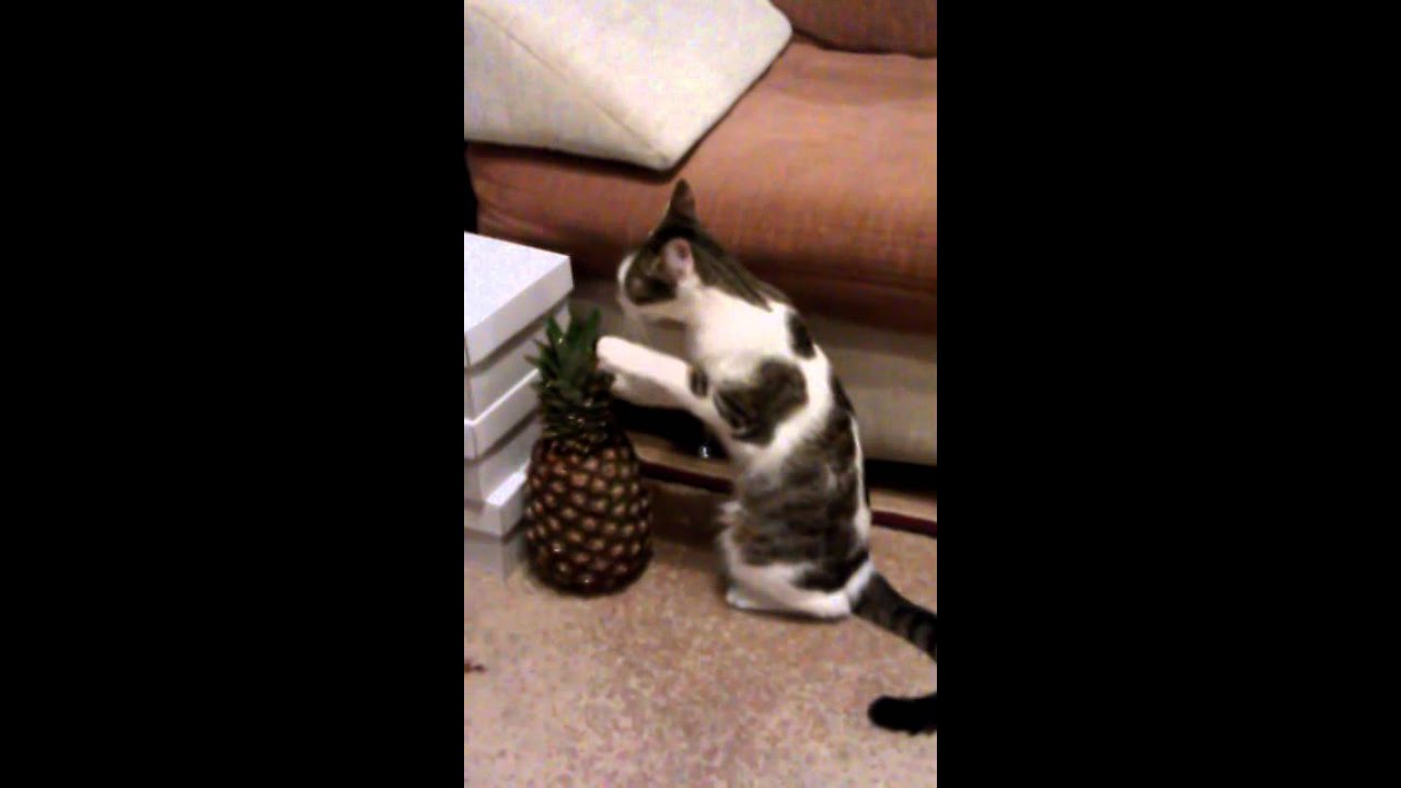 Cat eating pineapple leaves YouTube