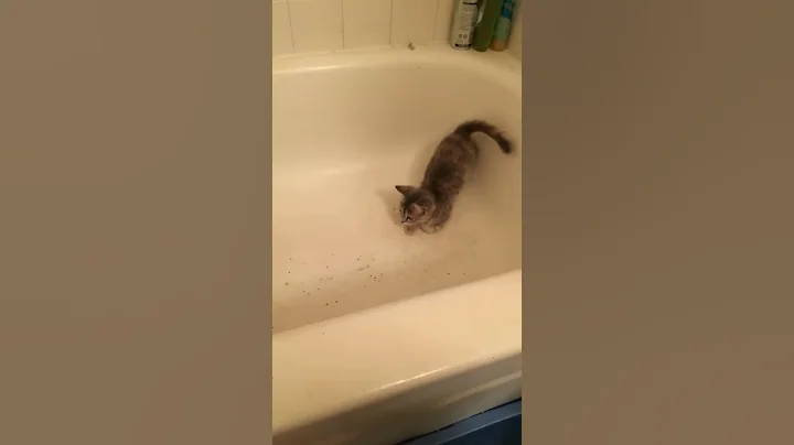 Cat in bathtub