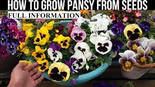 How To Grow Pansy From Seed (With Full Updates)