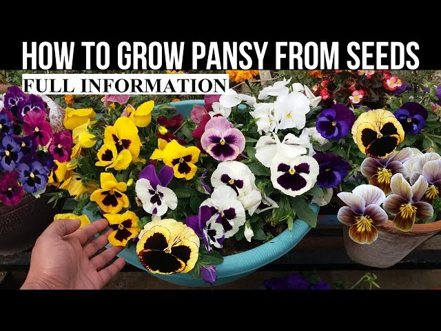 How To Grow Pansy From Seed (With Full Updates) class=