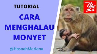 Cara Mudah Halau Monyet! | Usaha Menghalau Kera yang merosakkan tanaman | Cara ampuh Halau Monyet.