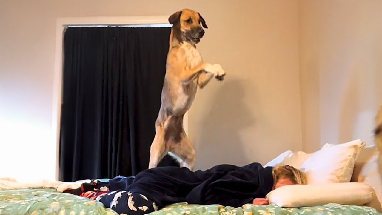When Your Alarm Clock Is a Dramatic Dog 🤣 Funny Dog and Human Videos 2025