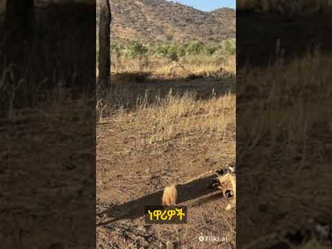 Ai Generated News Using Fliki Ai Seven Die As Drought Ravages Southern Ethiopia Borena