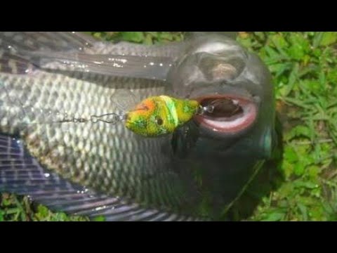 Umpan Ikan Nila Liar Yang Susah/Mogok Makan