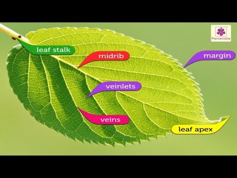 Structure of A Leaf | Environmental Studies Grade 4 | Periwinkle