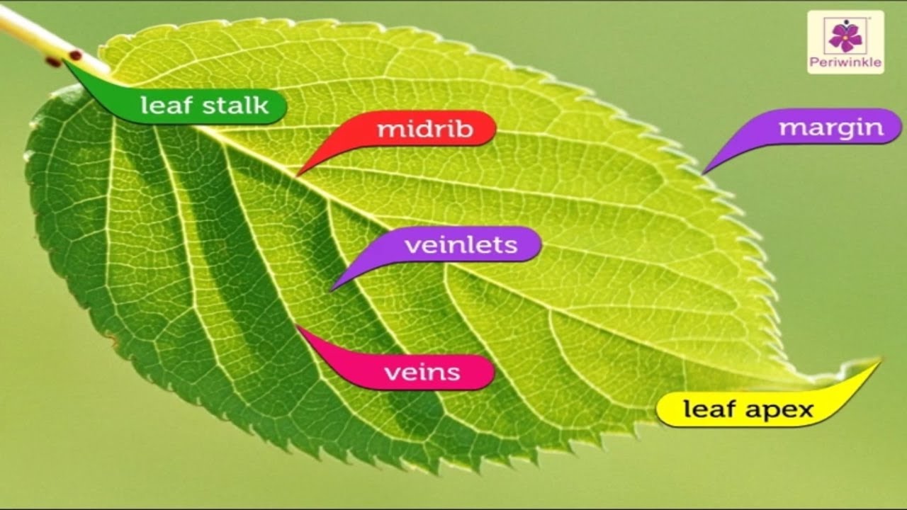 Structure of A Leaf | Environmental Studies Grade 4 | Periwinkle - YouTube