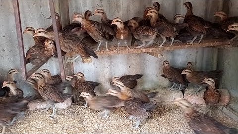 Gà Rừng Con 42 Ngày Tuổi Sống 100%