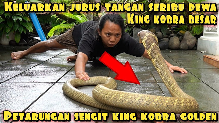 PETARUNGAN SENGIT KING KOBRA GOLDEN VS DEDE INOEN