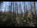 Ponderosa Pine Mortality, The Western Pine Beetle and Drought