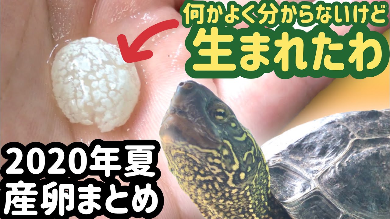 クサガメがプニプニした何かを産み落とした 年夏産卵まとめ Youtube