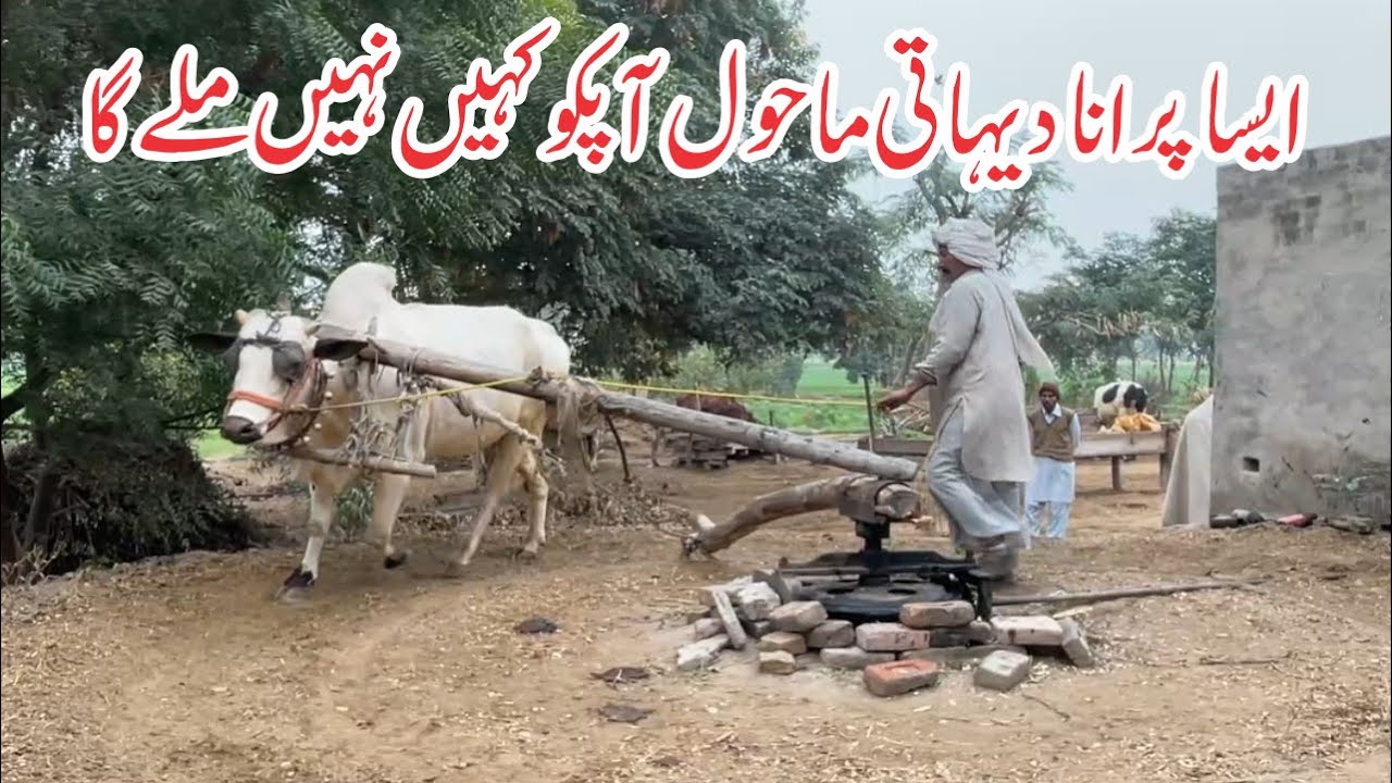 Unseen Traditional Village Life | Old Rural Culture of Pakistan | Naway Haq Numa