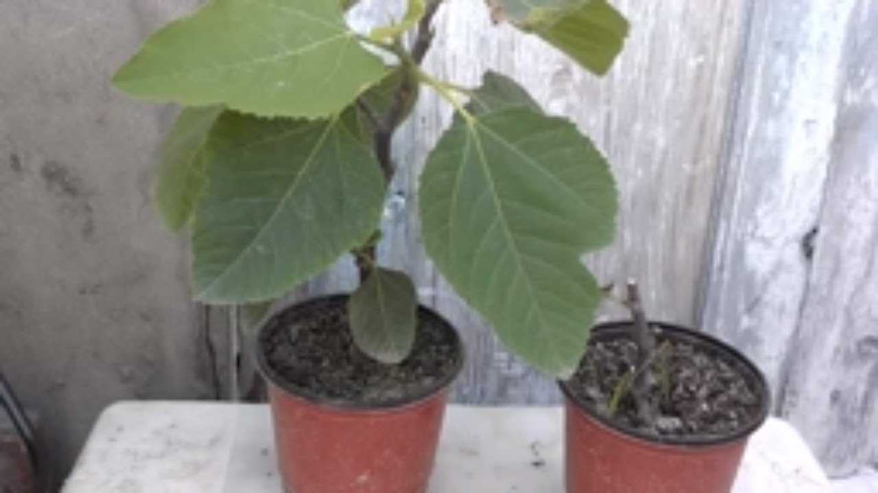 Care Of Fig Trees In Containers Growing Figs Care Of Fig Trees In Containers Growing Figs Pruning Tree Urdu Hindi