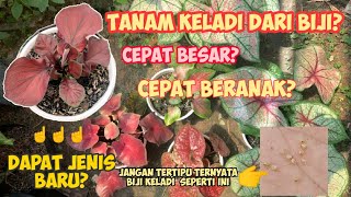 Tanam Keladi Dari Biji itu asyik!! CEPAT BESAR - CEPAT BERANAK - WARNA LANGKA 😁