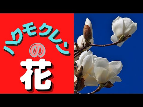 春に咲く花 ハクモクレン