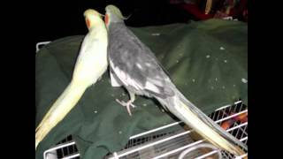 Calopsita – “Stitch fala em Esperanto” / Nimfa papageto – “Stitch parolas en Esperanto”