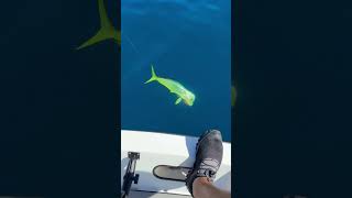 Incrível pesca em alto mar | Dourados #mahimahi #pescanomar