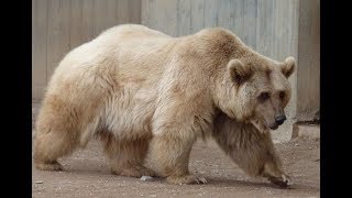 Most Amazing Hybrid Animals to Ever Exist Most Amazing Hybrid Animals to Ever Exist