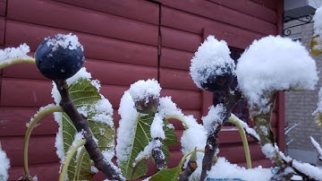Easy growing figs in a cold climate. Grow figs in Canada with ease.