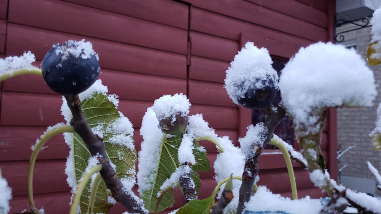 Easy growing figs in a cold climate. Grow figs in Canada with ease.