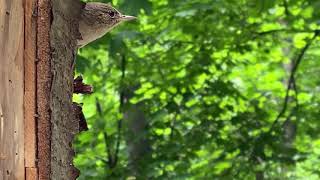House Wren Nesting