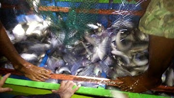 Geliat Bisnis Nelayan Danau Tempe
