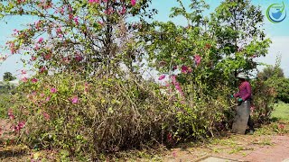 Heavy rain, overgrown sidewalks with grass, and trash-filled drains - we volunteered to clean up